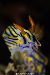 Hypselodoris infucata nudibranch_May 2026
(Canon RF100,1... by Antonio Venturelli 